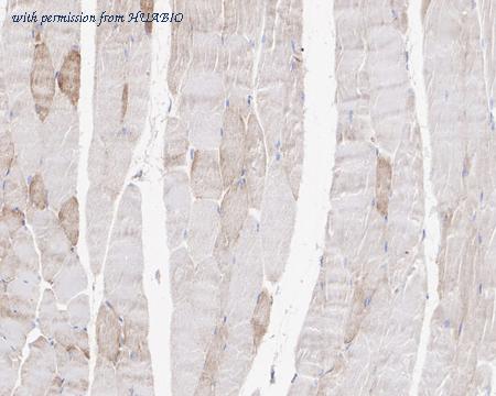 HUABIO HA721808 image 2