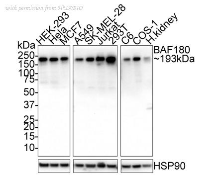 HUABIO HA721811 image 3