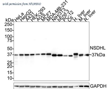 HUABIO HA721813 image 1