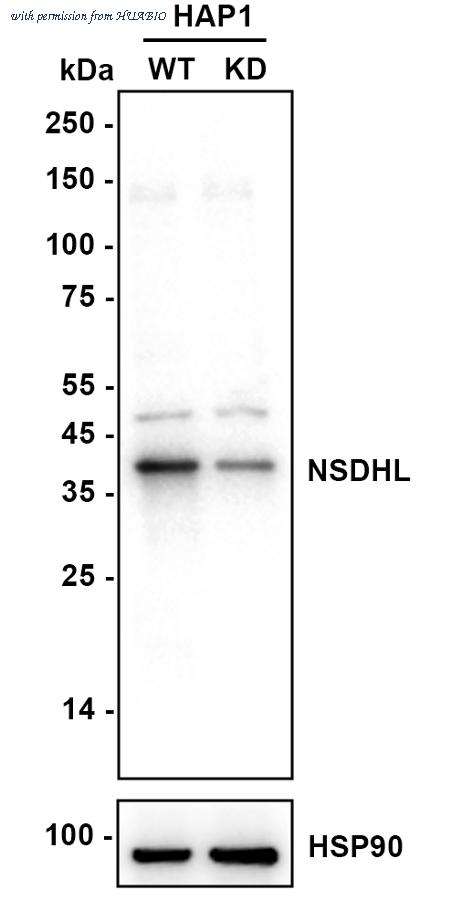 HUABIO HA721813 image 3