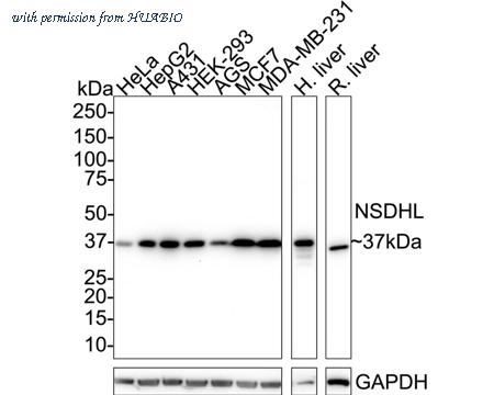 HUABIO HA721814 image 1
