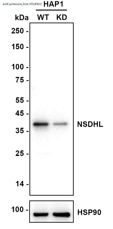 HUABIO HA721814 image 2