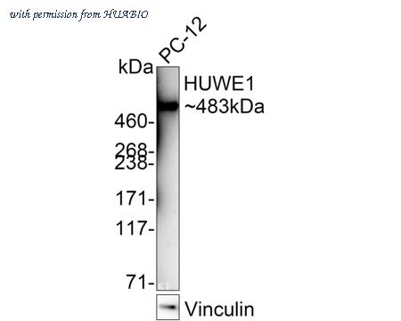 HUABIO HA721815 image 1