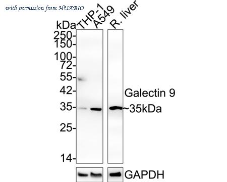 HUABIO HA721822 image 1