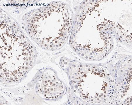 HUABIO HA721844 image 2