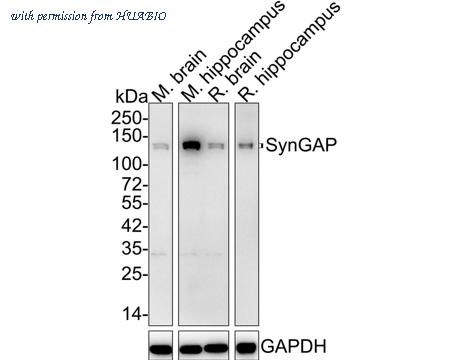 HUABIO HA721860 image 1