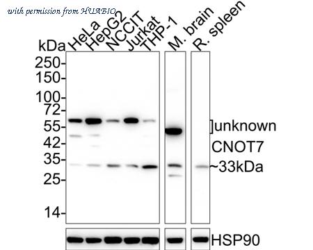 HUABIO HA721861 image 1