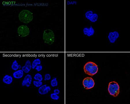 HUABIO HA721861 image 2