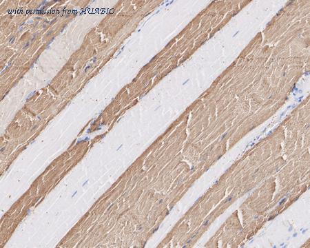 HUABIO HA721862 image 2