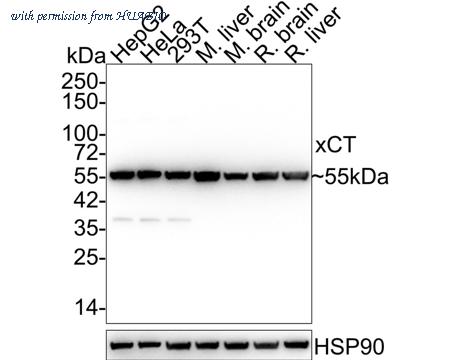 HUABIO HA721868 image 1