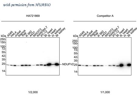 HUABIO HA721869 image 1