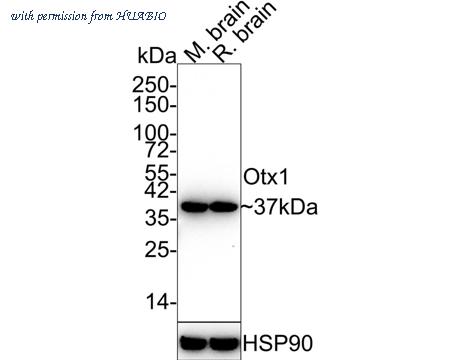 HUABIO HA721881 image 1