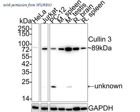 HUABIO HA721882 image 1