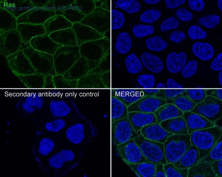 HUABIO HA721883 image 2