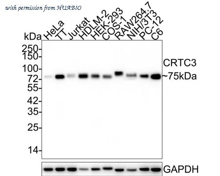 HUABIO HA721887 image 1