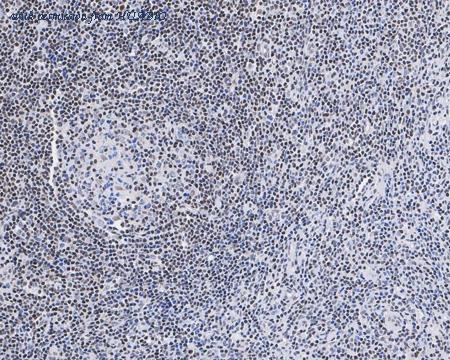 HUABIO HA721887 image 3