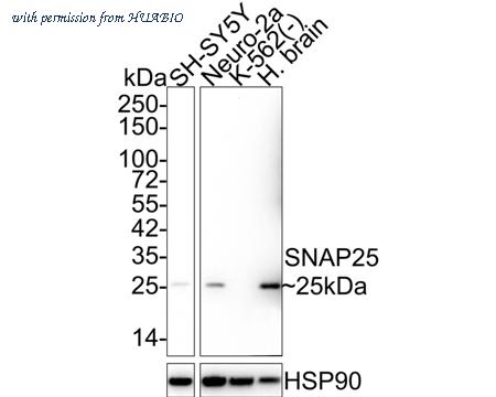 HUABIO HA721892 image 1
