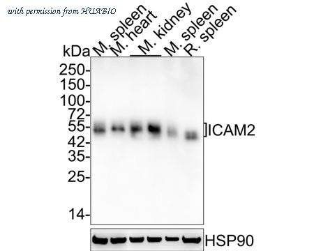 HUABIO HA721893 image 1