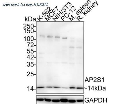 HUABIO HA721894 image 1