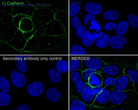 HUABIO HA721895 image 2