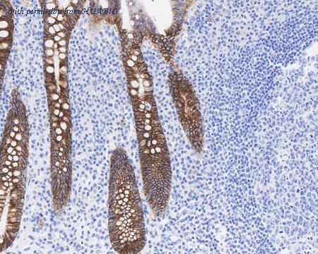 HUABIO HA721895 image 3