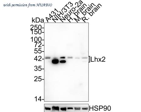 HUABIO HA721900 image 1