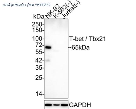 HUABIO HA721901 image 1
