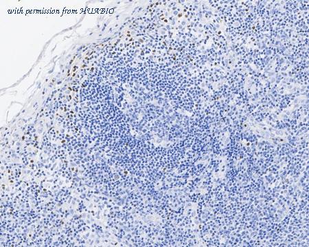 HUABIO HA721901 image 2