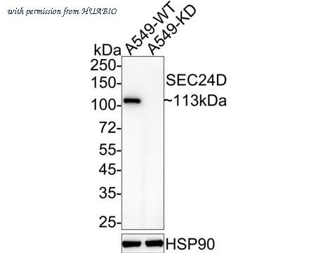 HUABIO HA721902 image 2