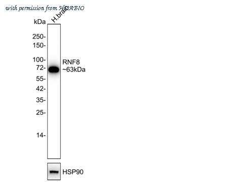 HUABIO HA721907 image 1