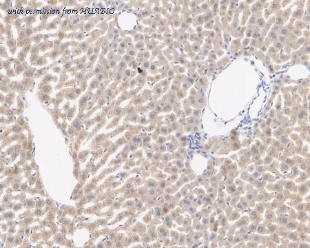 HUABIO HA721911 image 3