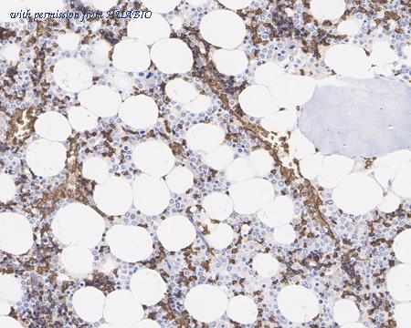 HUABIO HA721920 image 1