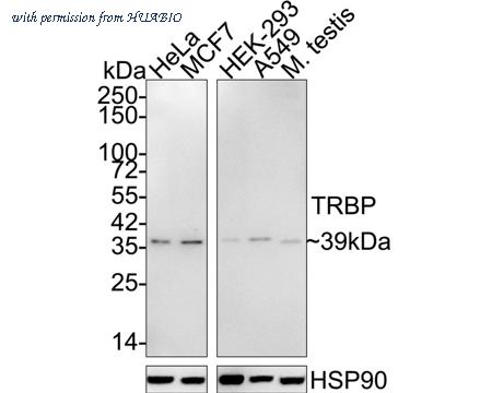 HUABIO HA721922 image 1