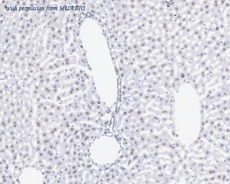 HUABIO HA721922 image 2