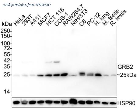 HUABIO HA721923 image 1