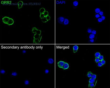 HUABIO HA721923 image 2