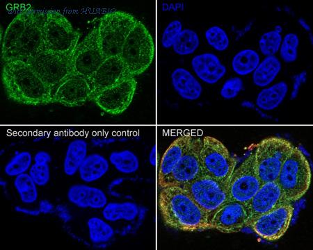 HUABIO HA721923 image 3