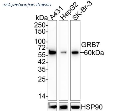 HUABIO HA721924 image 1