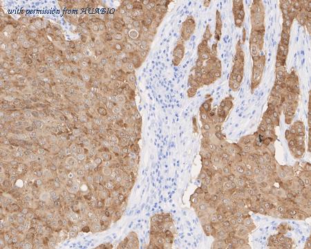 HUABIO HA721924 image 2