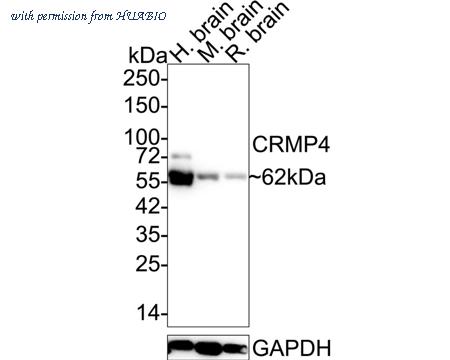 HUABIO HA721926 image 1