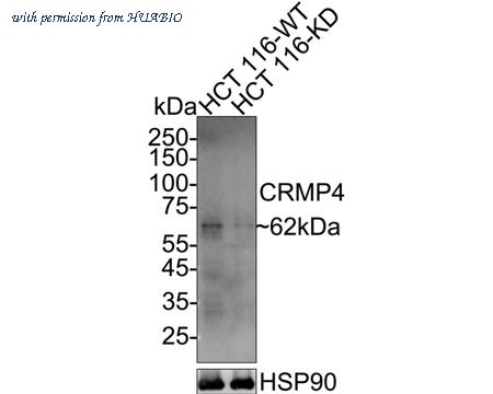 HUABIO HA721926 image 2