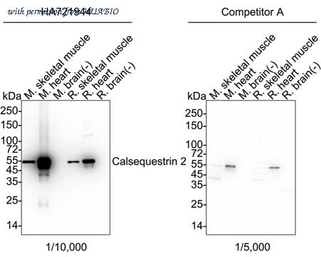 HUABIO HA721944 image 1