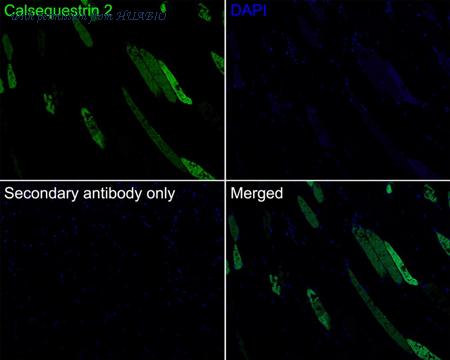 HUABIO HA721944 image 3