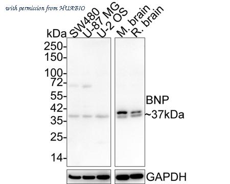 HUABIO HA721946 image 1