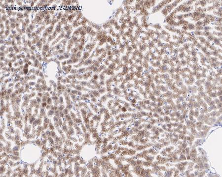 HUABIO HA721946 image 2