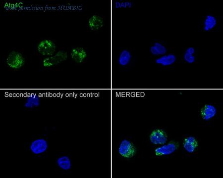 HUABIO HA721948 image 2