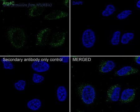HUABIO HA721948 image 3