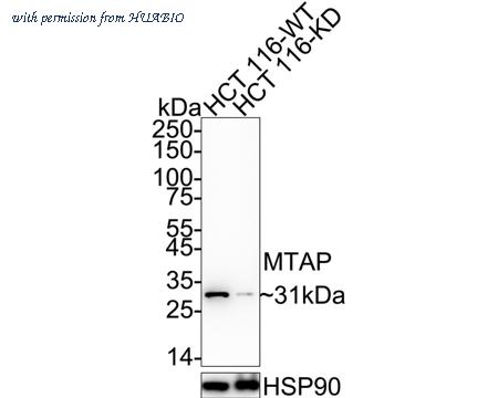 HUABIO HA721955 image 1