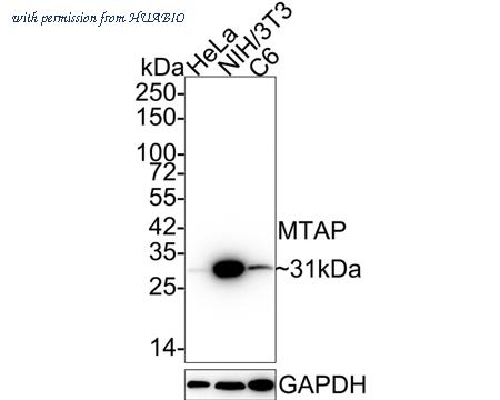 HUABIO HA721955 image 2