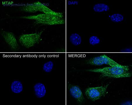 HUABIO HA721955 image 3